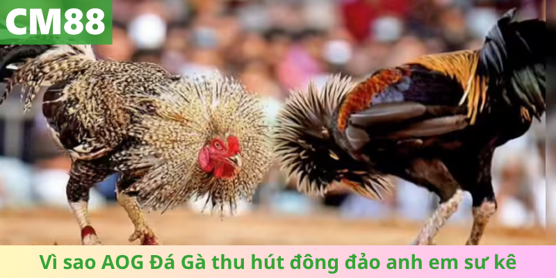 Lý do AOG Đá Gà chinh phục đông đảo anh em
